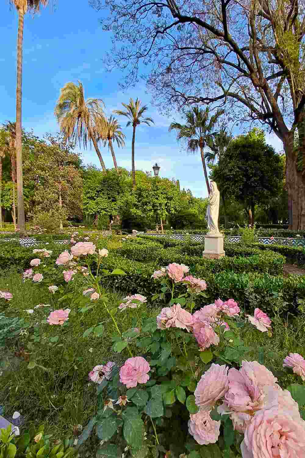 Pink roses blooming in Parque de María Luisa during May in Seville